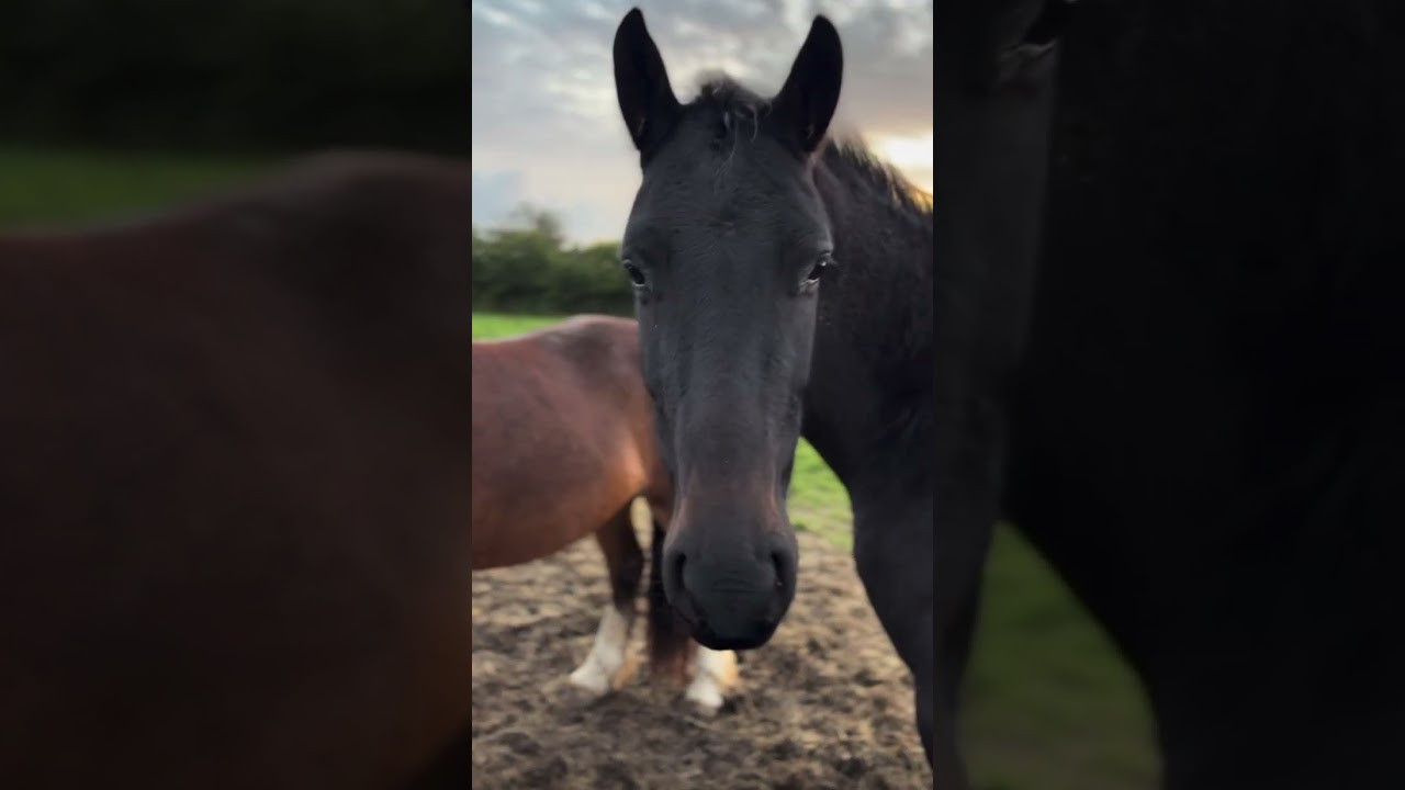 Meet The Ponies! | My First Video! | 