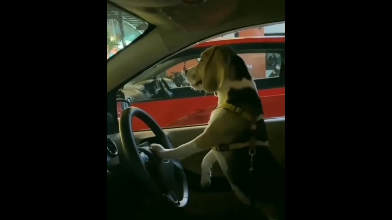 Impatient Dogs Honks Car Horn At Their Owners Compilations.