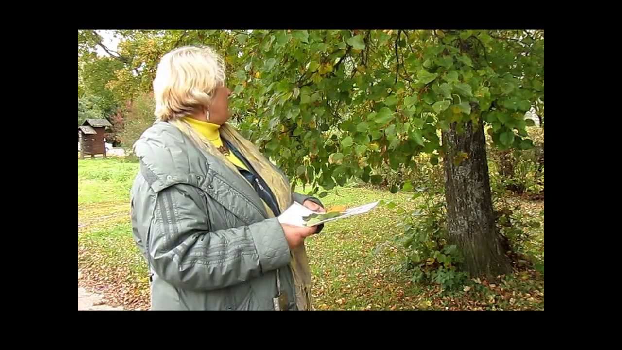 Augalai - aplinkos būklės indikatoriai