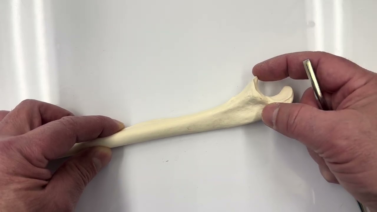 BIOL 157 Radius and Ulna