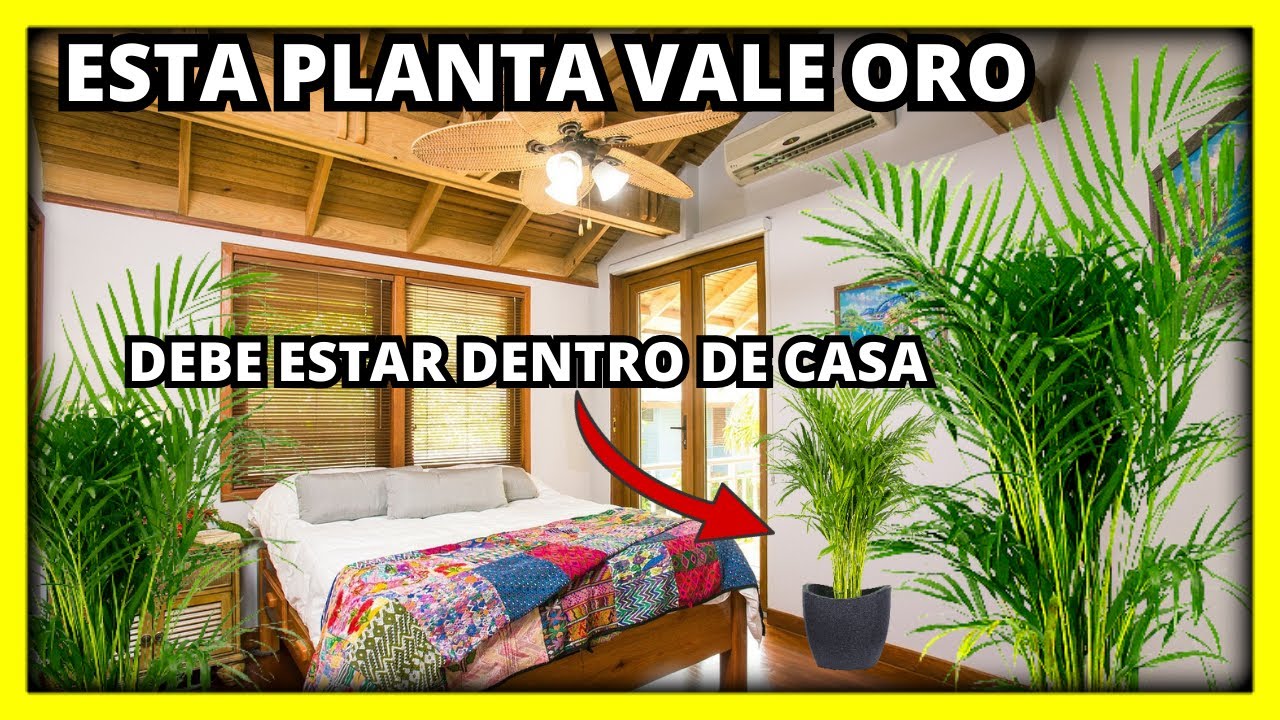 LA PALMERA ARECA vale ORO DENTRO DE CASA, además todos sus CUIDADOS y USOS | Gio de la Rosa