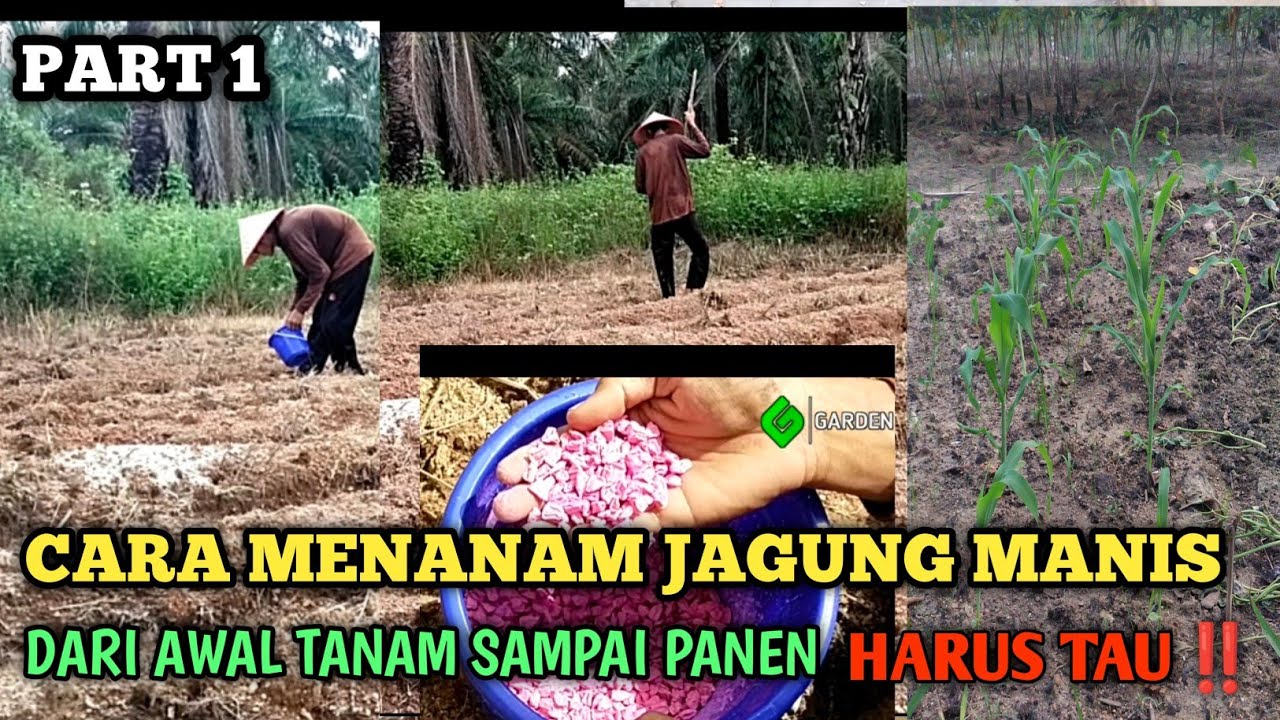 BAGIAN 1 CARA MENANAM JAGUNG MANIS DARI AWAL TANAM SAMPAI PANEN