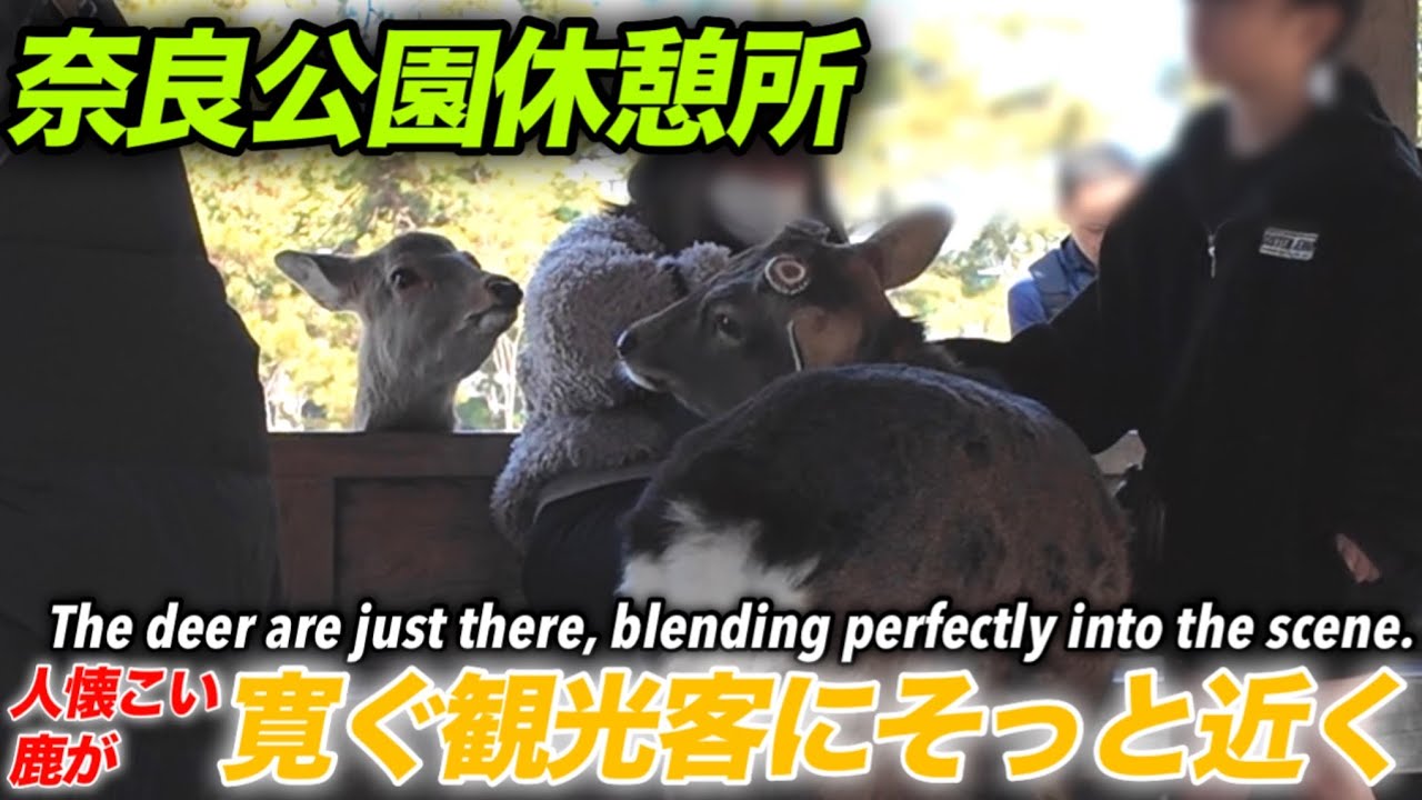 奈良公園休憩所　人懐こい鹿が観光客にそっと近づくThe deer are just there, blending perfectly into the scene.