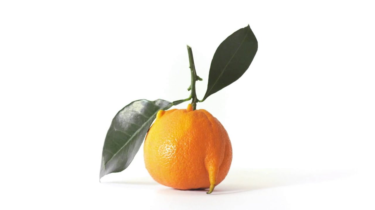 Intermarch&eacute;   Les Fruits et L&eacute;gumes Moches   La cl&eacute;mentine introvertie