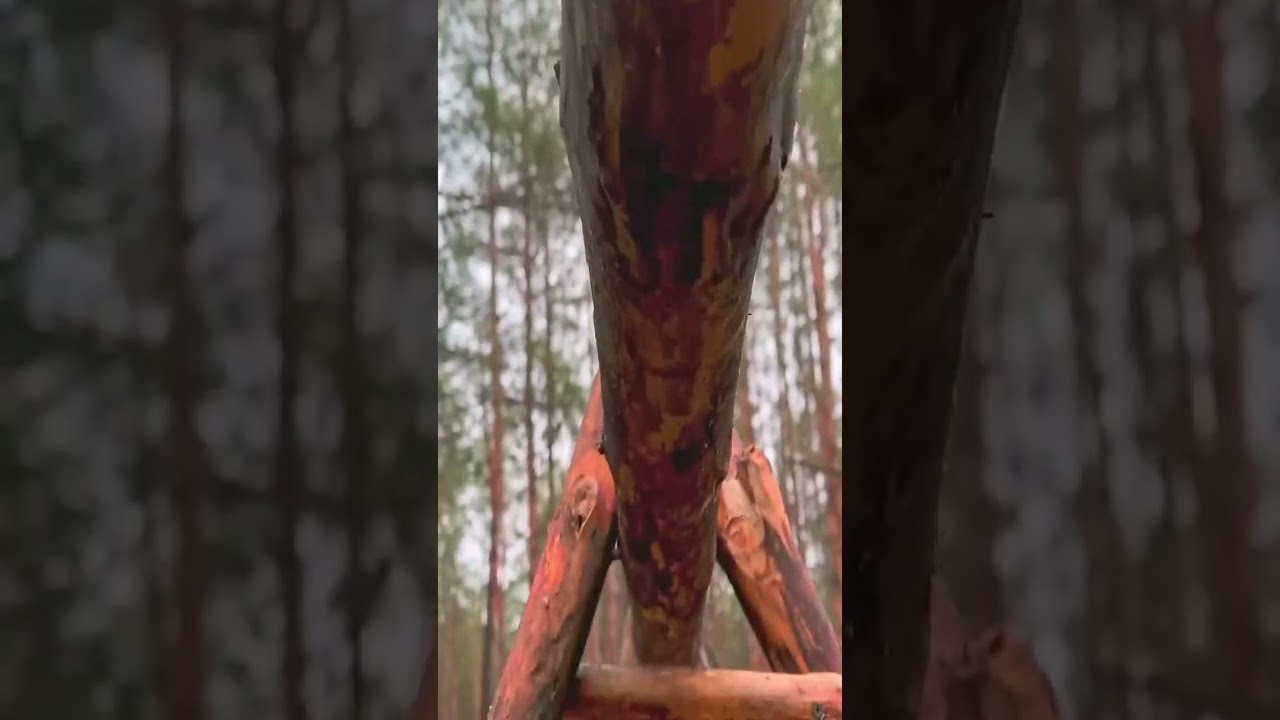 ASMR BUILD A WARM LOG CABIN IN 24 HOURS - Survival Bushcraft.