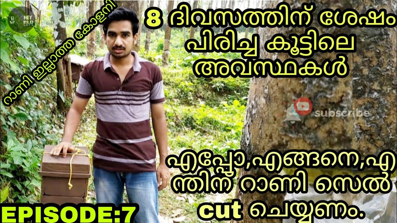 പിരിച്ച കൂട്ടിലെ അവസ്ഥകൾ/-Bee keeping episode 7/-തേനീച്ച വളർത്തൽ- റാണി സെൽ cut ചെയ്യുന്ന രീതി.