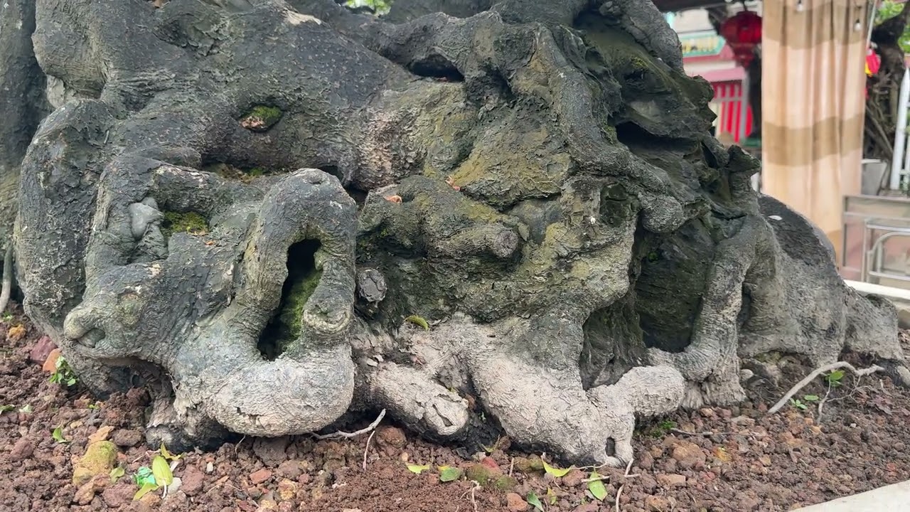 Cây thị bonsai hàng 100 năm tuổi, ở Bắc Ninh.