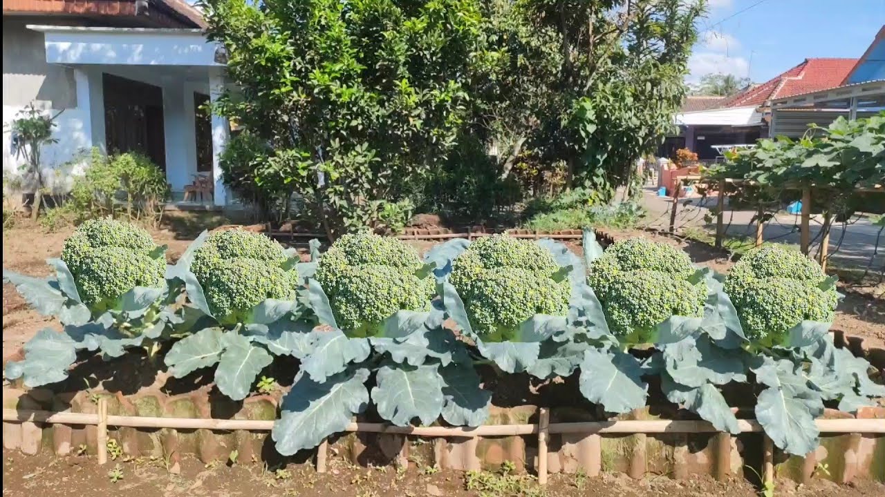 memanfaat kan lahan terbatas untuk menanam brokoli hijau || how to grow green broccoli