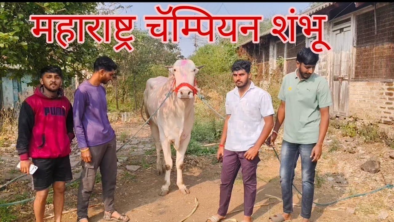 महाराष्ट्र चॅम्पियन शंभू 👑 | vlogger | farmer |marathi #youtubelong #viral #trending #vlog #vlogger 