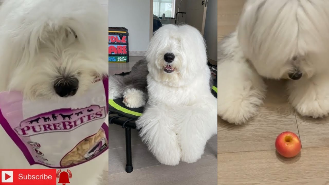 Funny dog lover - bigger dulux dog funniest life videos # 02
