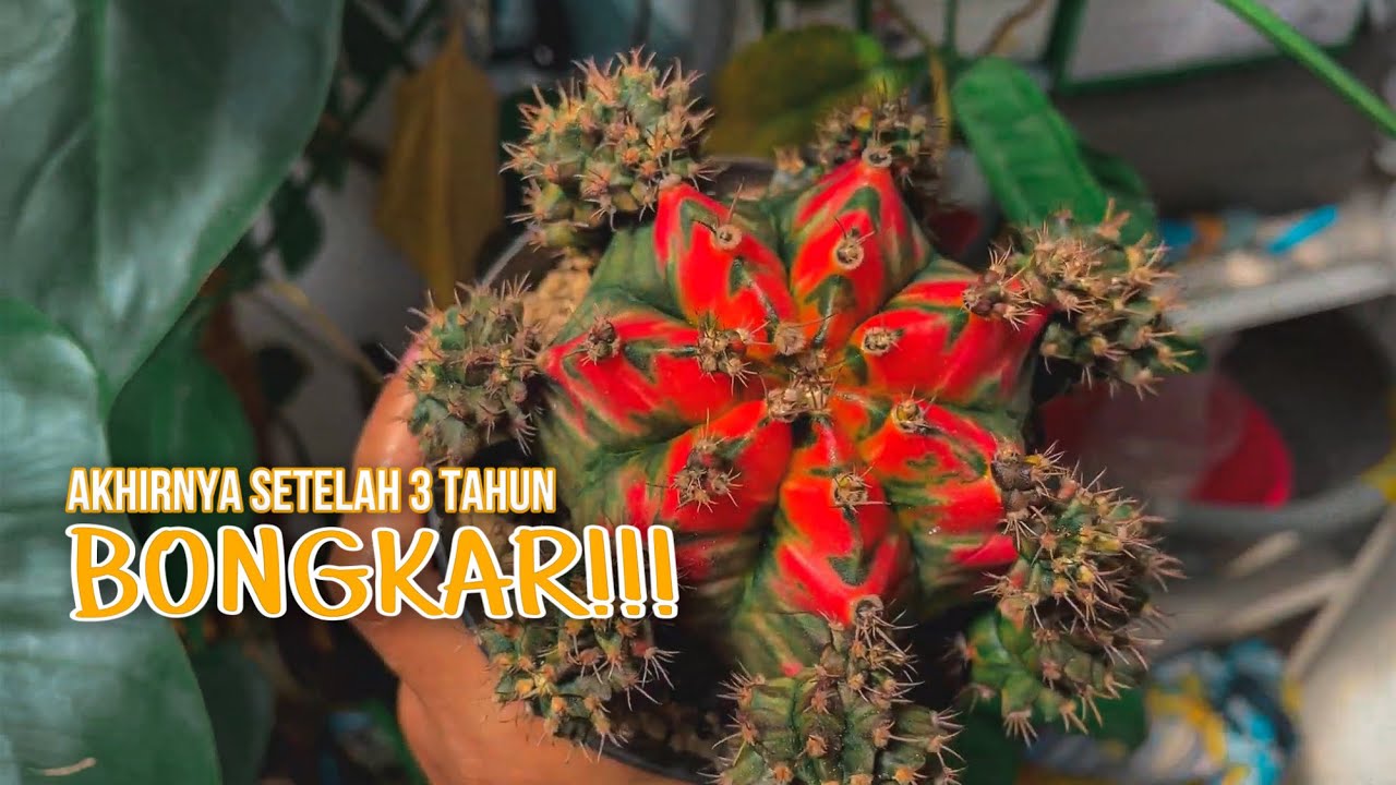 Panen Potelan Kaktus Favoritku, Penantian 3 Tahun | Gymnocalycium T31115