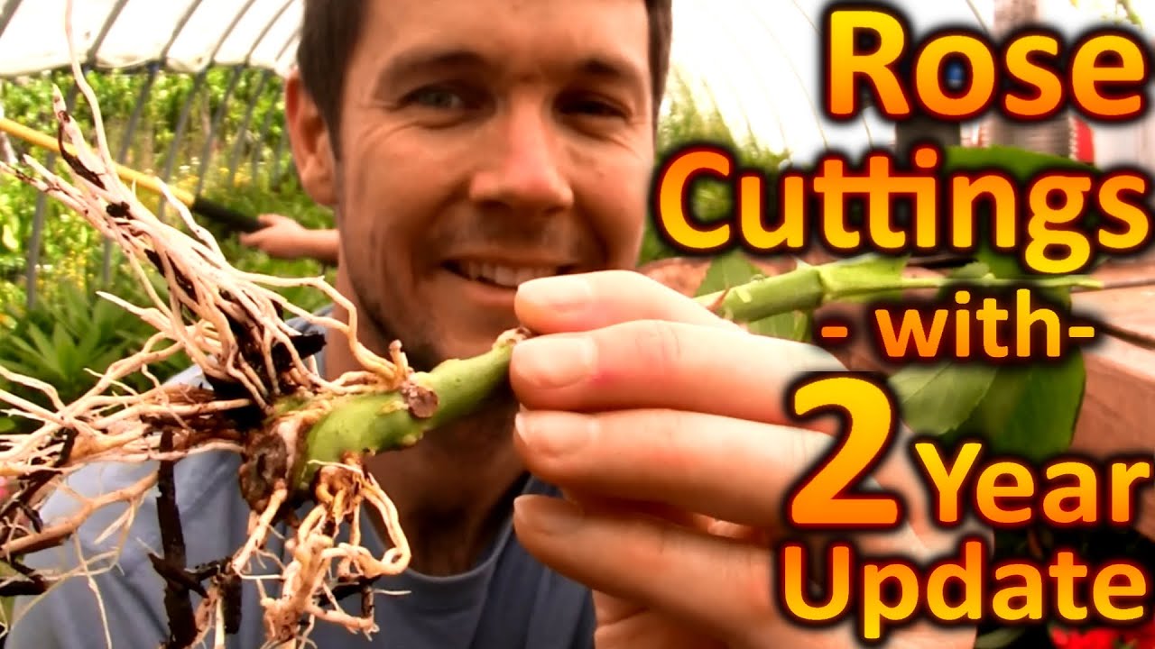 How to Grow Roses from Cuttings Fast and Easy with 2 Year Timelapse | Rooting Rose Cuttings is Fun!