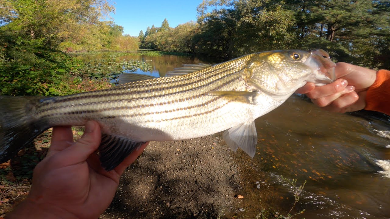 Striped Bass Fishing In Delaware