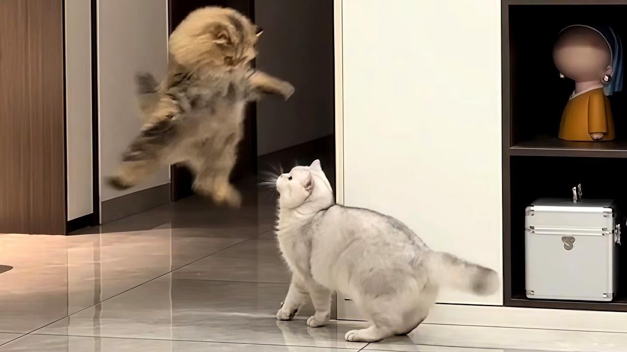 WARNING: Kittens Only 😭🐱 Too Cute for the Internet!