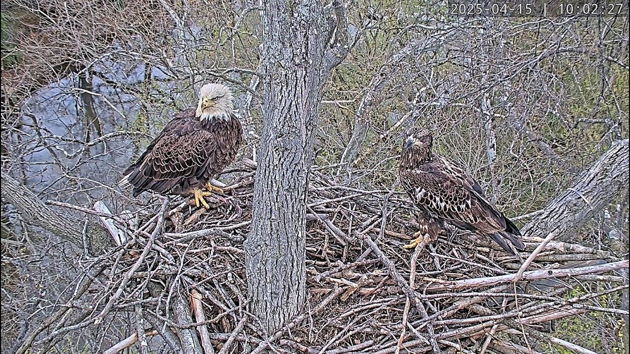 A Cheeky Young Eagle