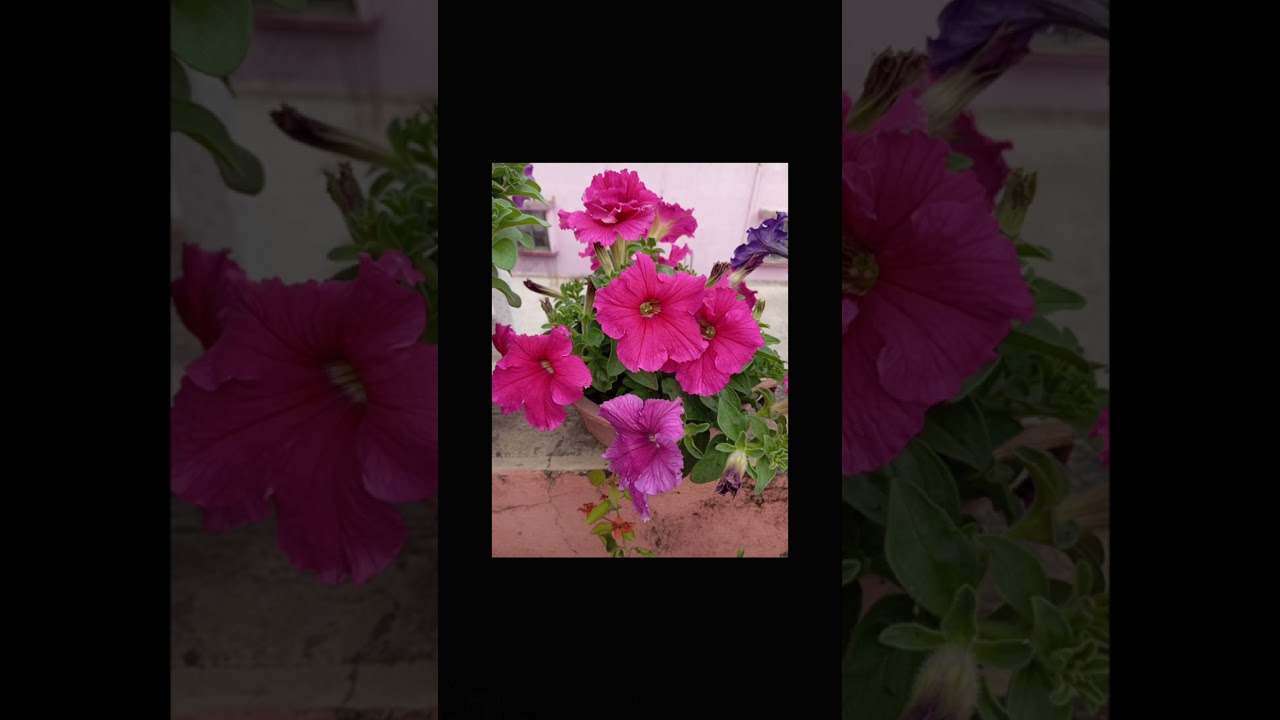 কমলেশ্বর মুখোপাধ্যায়,,মেঘের পালক চাঁদের নোলক।@manjur 9639,,ভালো লাগলে,  কমেন্ট,সাবস্ক্রাইব করুন।