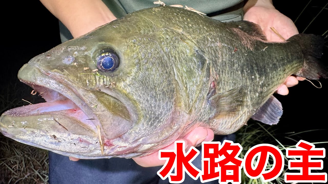 規格外の外来種が群れる用水路に巨大たも網2本でガサガサをしてみると衝撃の結果に！？