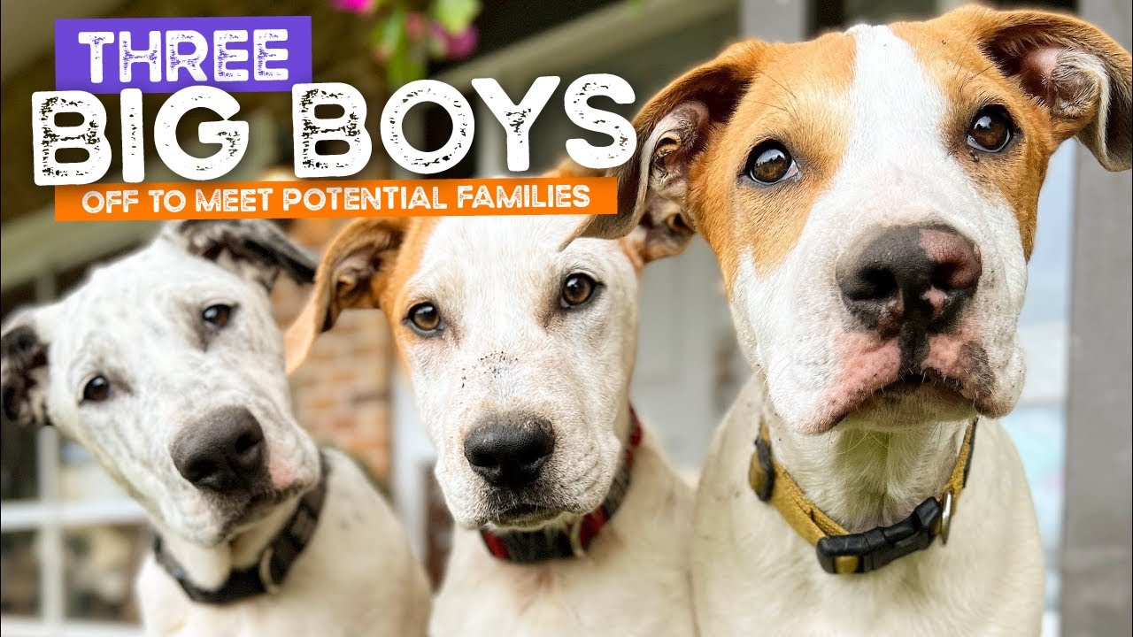 The 3 Big Boy Mastiff Puppies are off back to the Shelter to Meet Potential Families