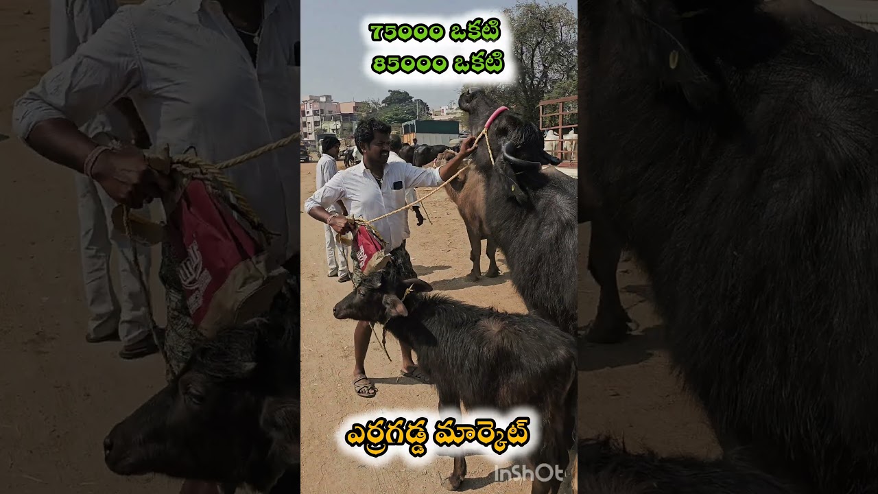 ERRAGADDA BUFFALO MARKET || ఎర్రగడ్డ గేదెల మార్కెట్ || #dairyfarming #erragadda​ #sundaymarket #agri