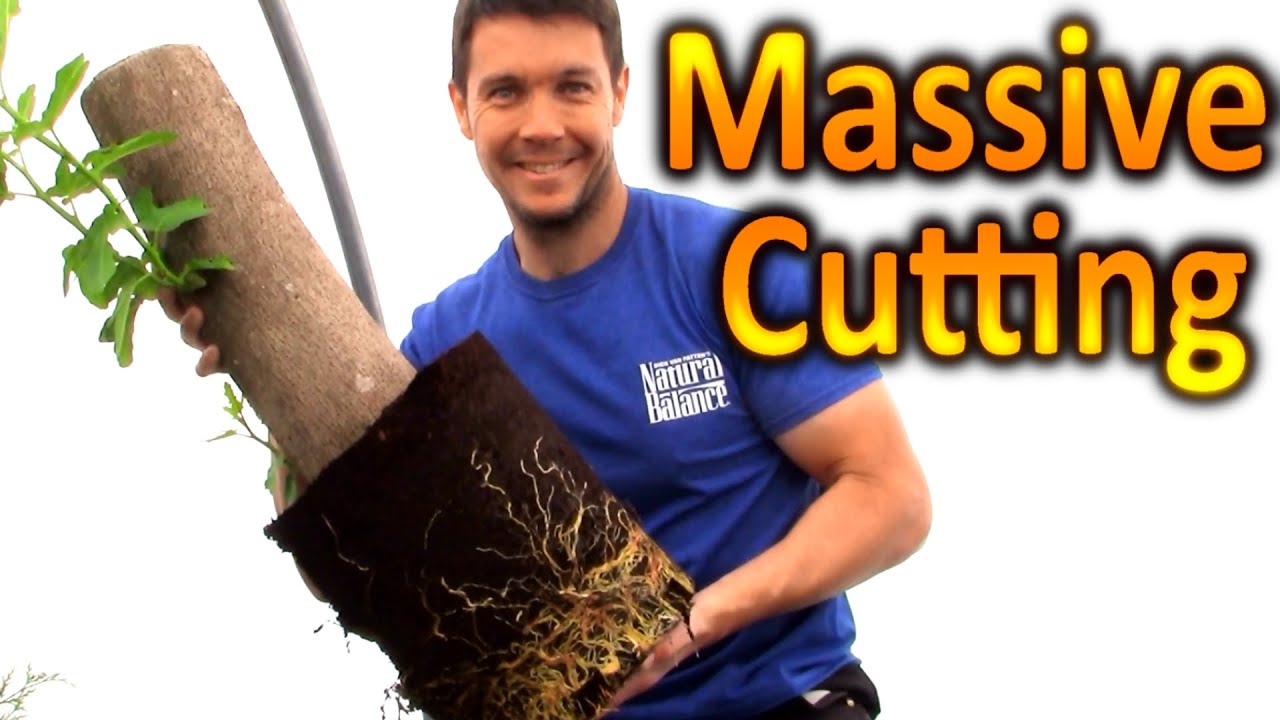 BIGGEST Cutting We've ever Rooted: How to Grow a Fig Tree From a Cutting | Extreme Plant propagation