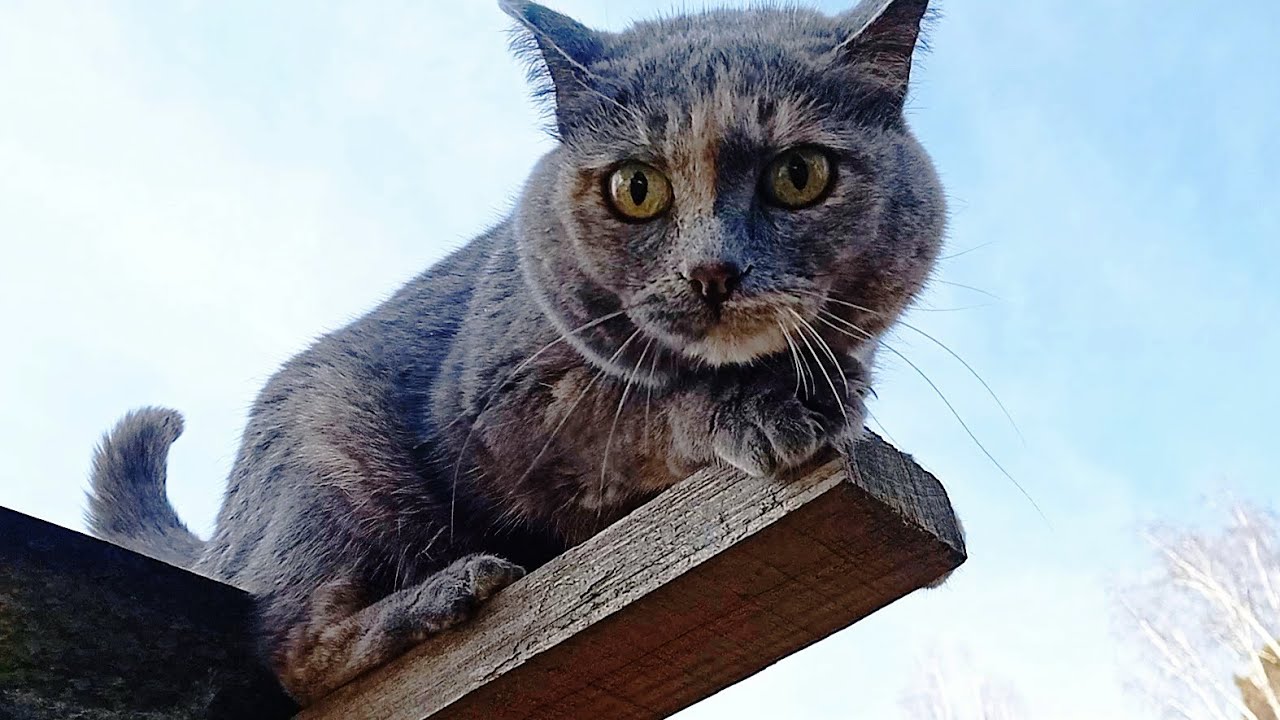Апрельский маркиз