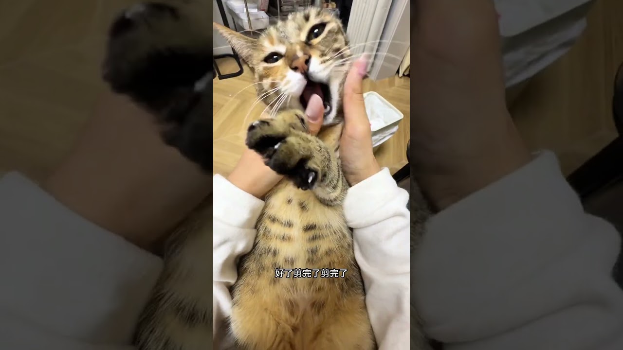 VlogCountdown to the New Year#Cute pets#vlog 1 Billion Traffic Support Plan#Cat Owner s Di