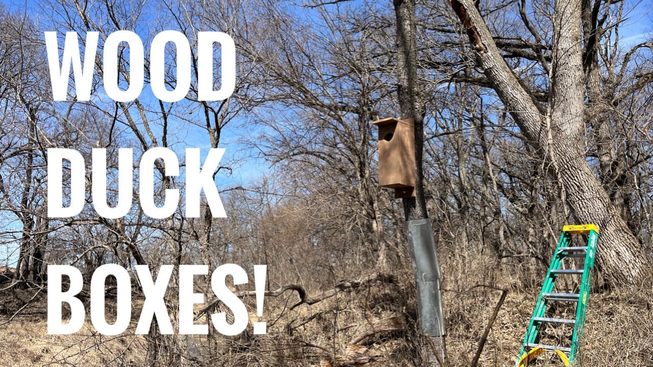 HANGING WOOD DUCK BOXES!