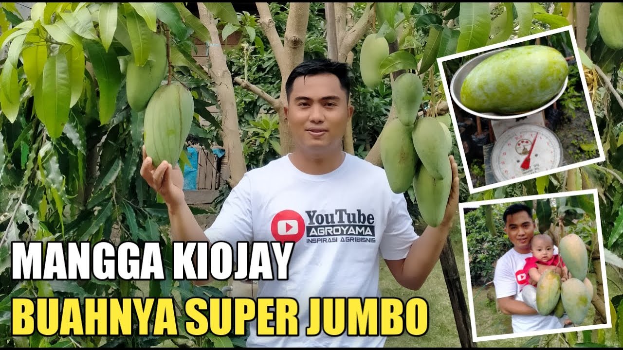 PANEN MANGGA KIOJAY, BERATNYA TEMBUS 1,5 KG/BUAH❗