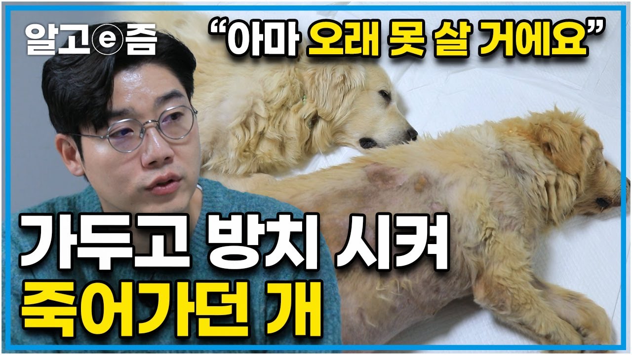 “오랫동안 치우지도 않은 대변에 뒤엉켜 발견되었죠….” 심장 사상충 말기로 비 한번 피할 공간 없는 곳에 오랜 시간 방치되어 있던 두 레트리버┃세상에 나쁜 개는 없다┃알고e즘
