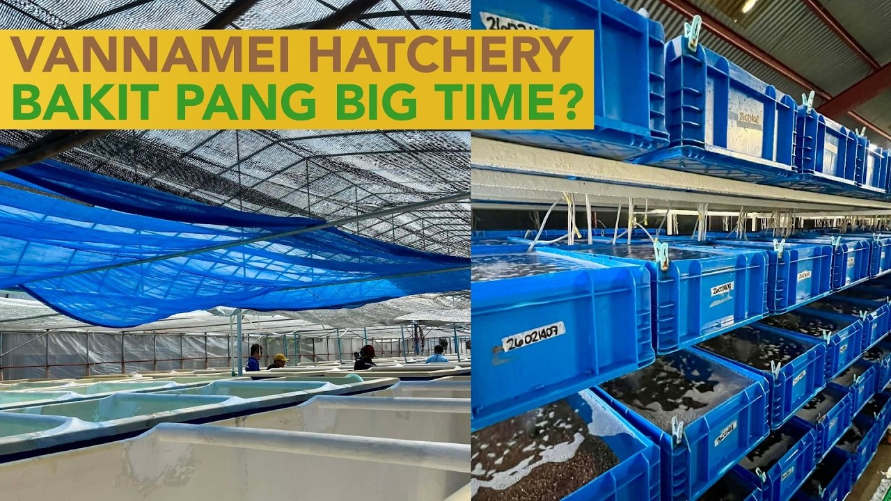 Bakit Big time lang ang Kayang mag Set-up ng Vannamei Shrimp Hatchery?