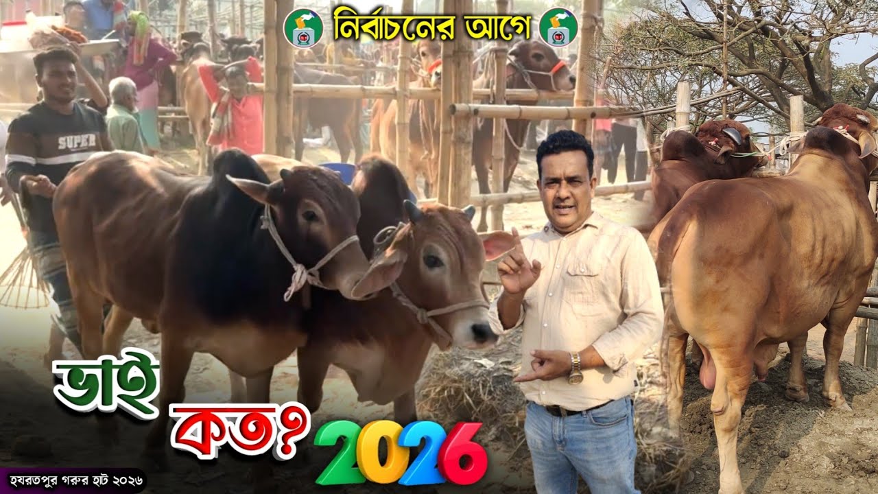 নির্বাচনের আগে 'ভাই কত ২০২৬? Hazratpur Haat 🥵 Bhai koto? Cow price 2026