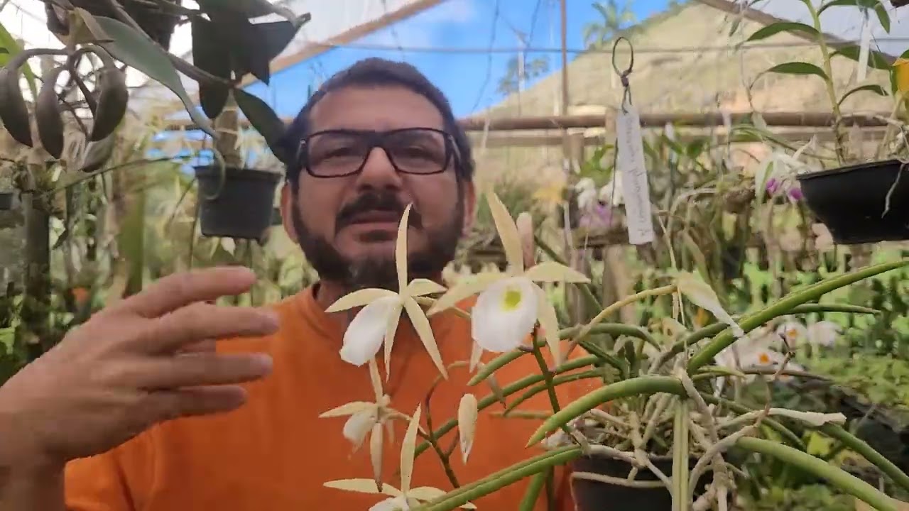 Como cuidar de Brassavola,  cuidado com golpes na Internet.