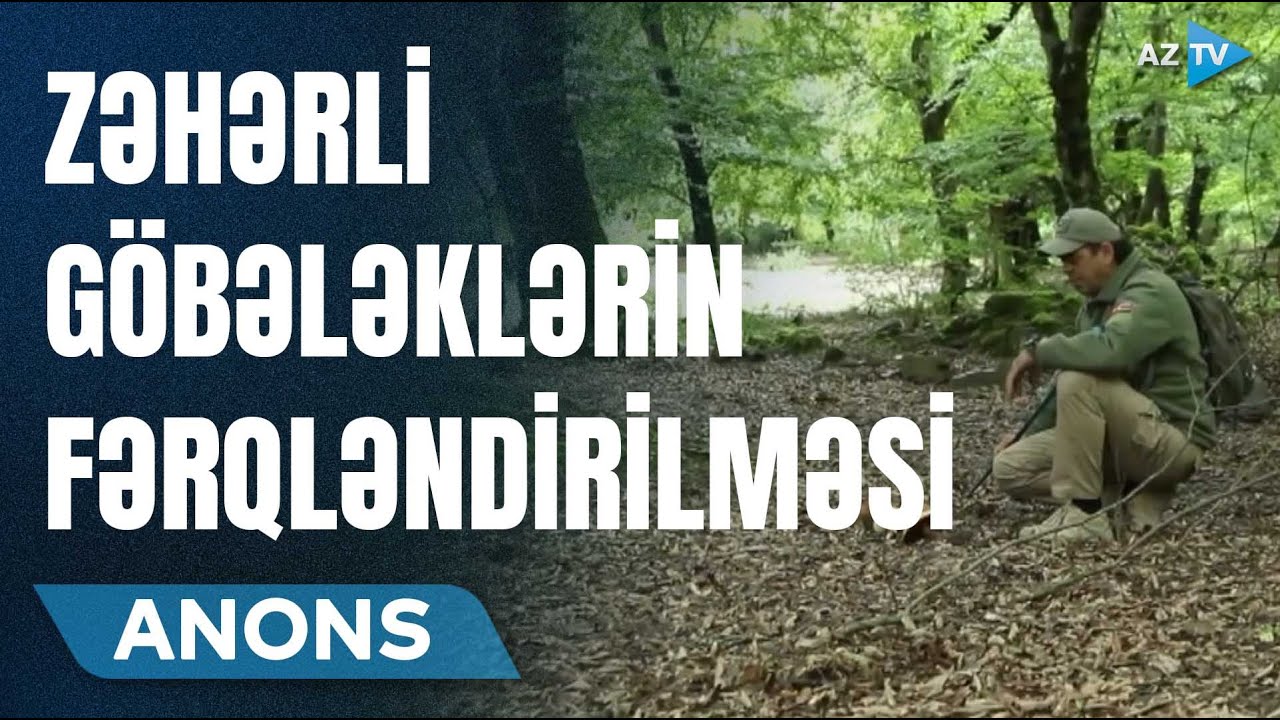 Zəhərli göbələklə zəhərsizi NECƏ ayırd edək? – Göbələyin arxa hissəsi ACIDIRSA, deməli...