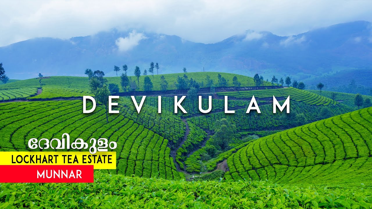 ദേവികുളം മൂന്നാർ | devikulam tea estate munnar | lockhart estate | idukki | devikulam homestay