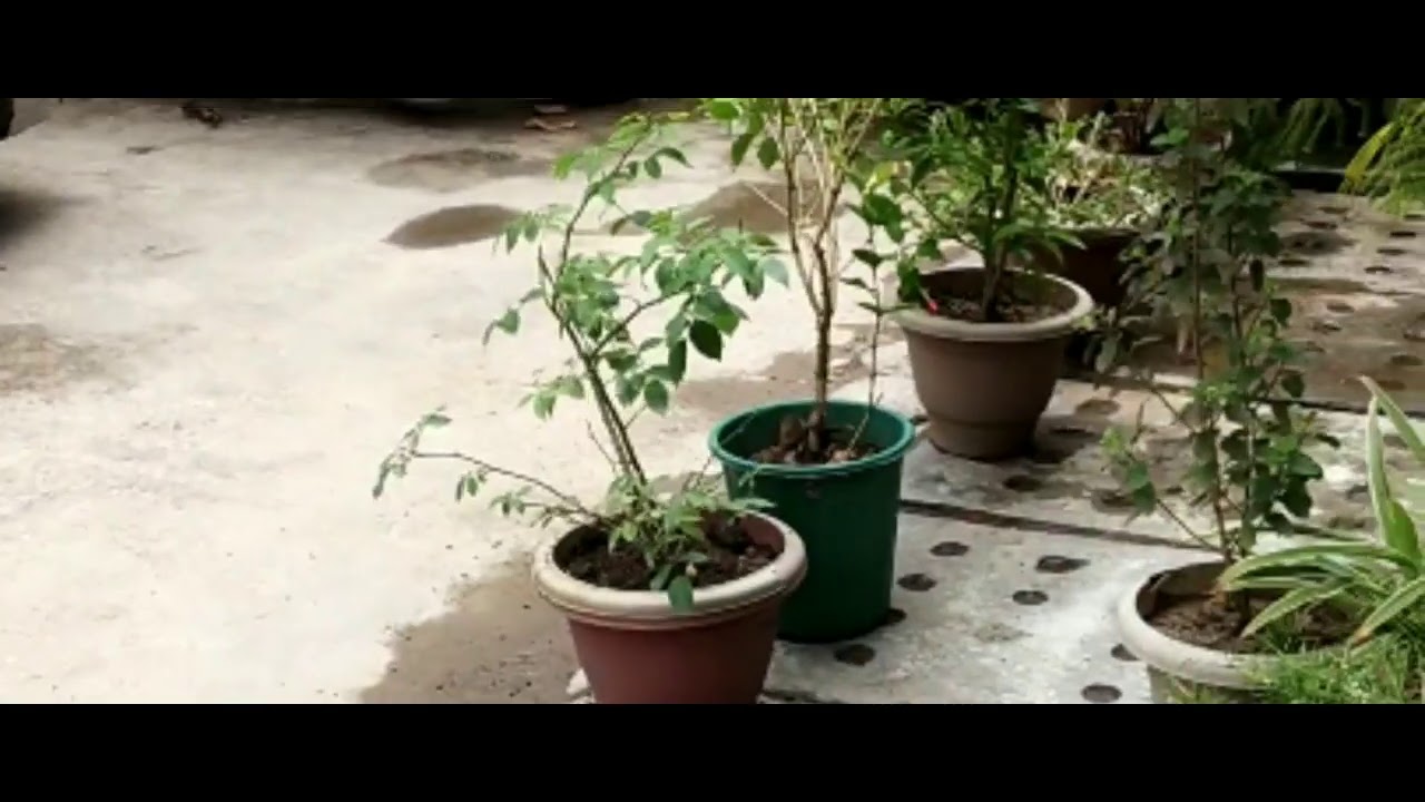 Mere  plants 🌱