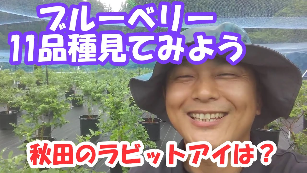 東北のブルーベリーを見てみよう～ラビットアイ、ノーザン＆サザンハイブッシュ　11品種〈秋田県〉