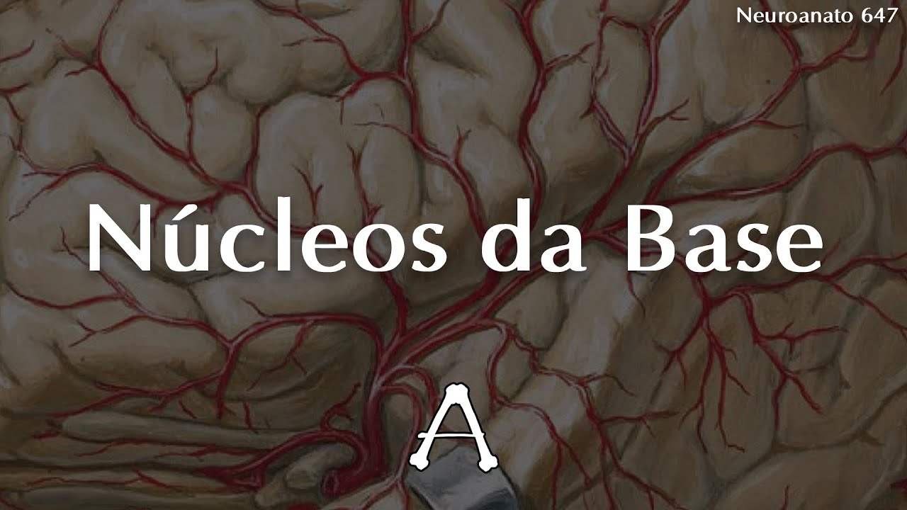 #Neuroanato647 | Núcleos da Base
