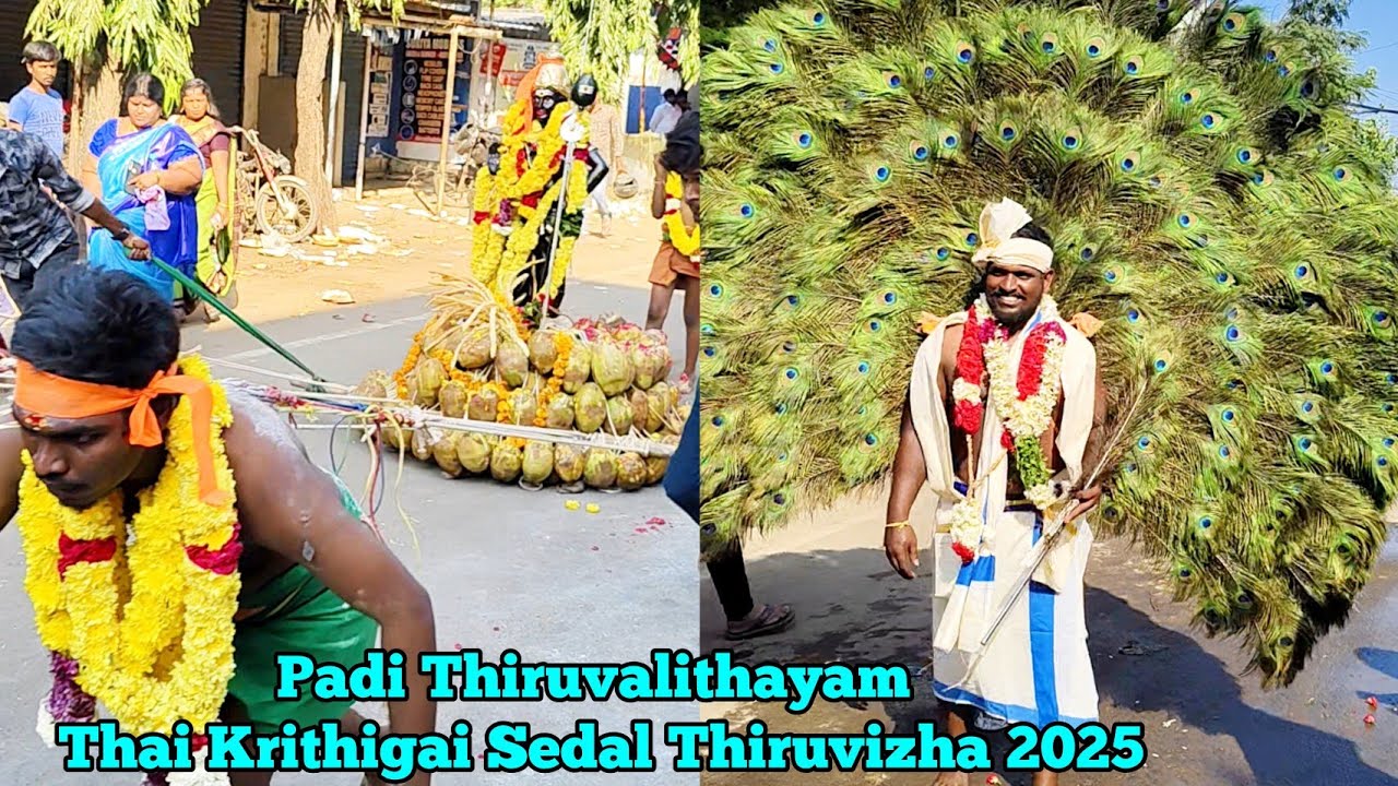 பாடி திருவலிதாயம் தை கிருத்திகை தேர் திருவிழா 2025| Padi Sivan Temple Thiruvizha