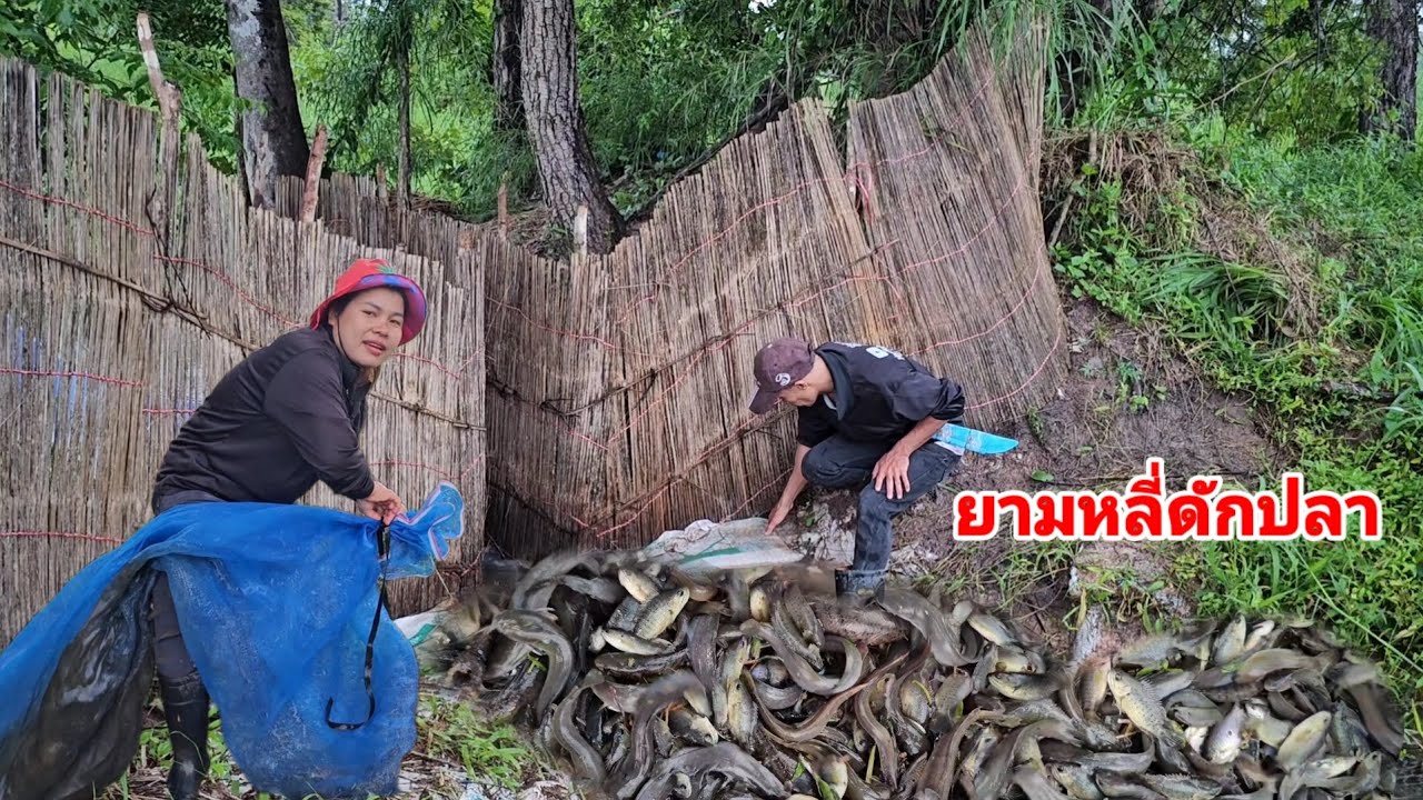 ยามหลี่ดักปลา​ ความหมานของแต่ละวันไม่เหมือนกันจริงๆ​ วันนี้เจอทางปลาแอบหนีจ้า​ 26ก.ย.68