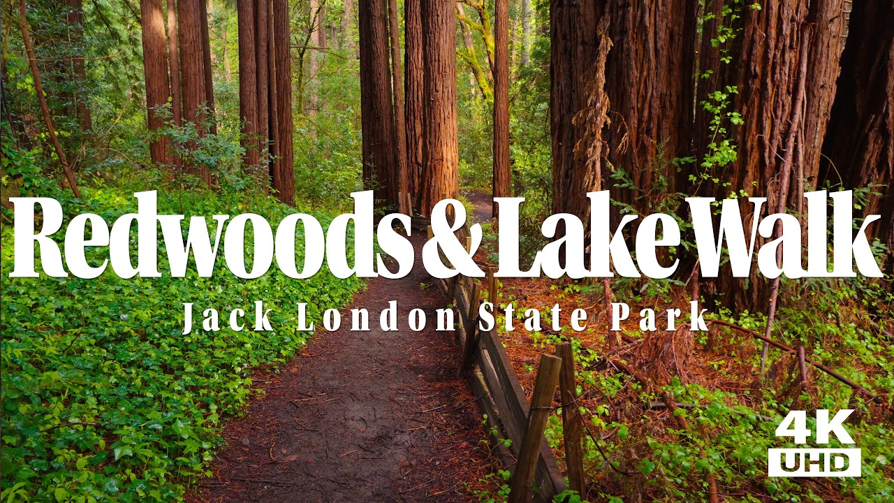 Redwood Trail Walk With A Lake, Horses, Vineyards and Birds at Jack London State Park