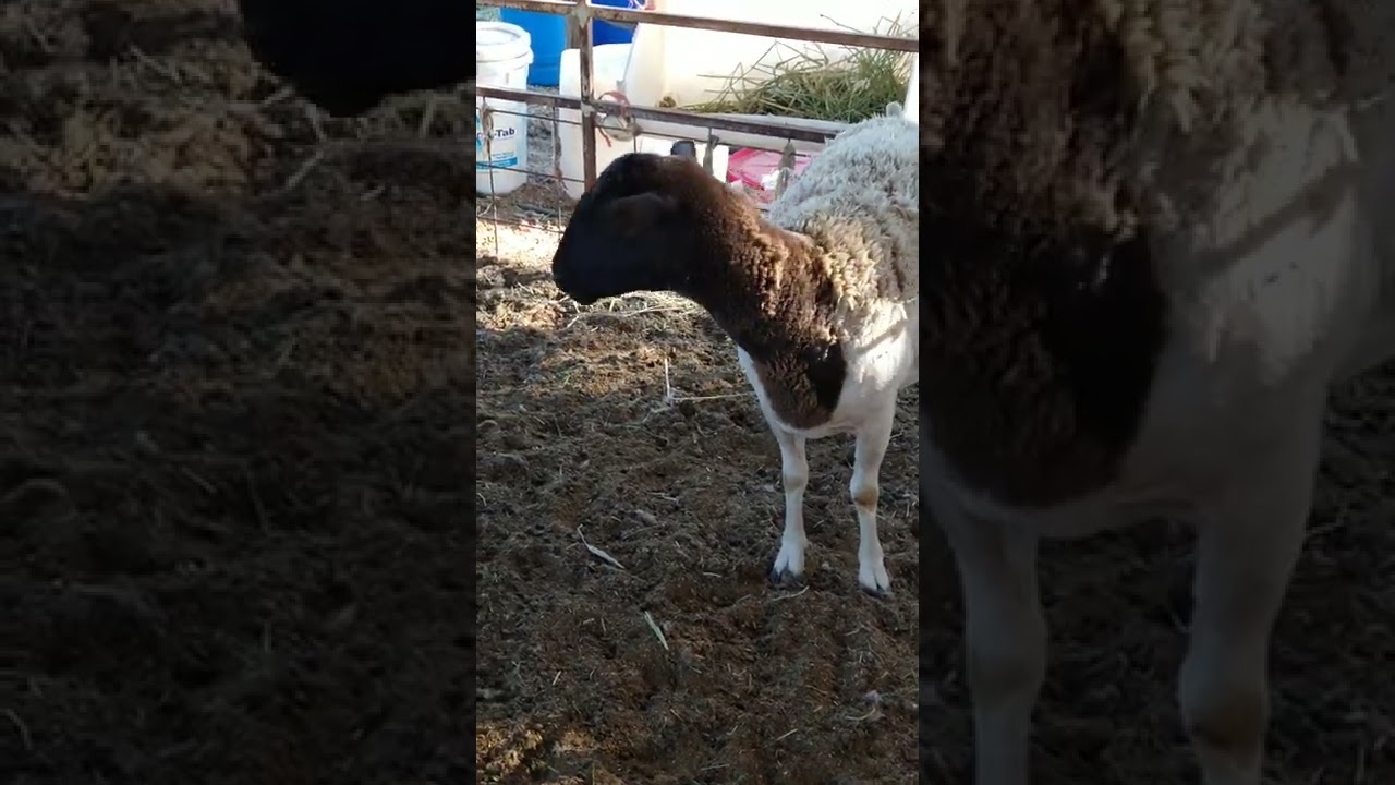 COMPRE UNA BORREGA FLACA Y PREÑADA