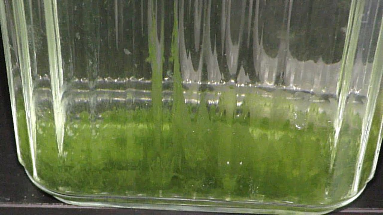 Aged Water For Aquariums