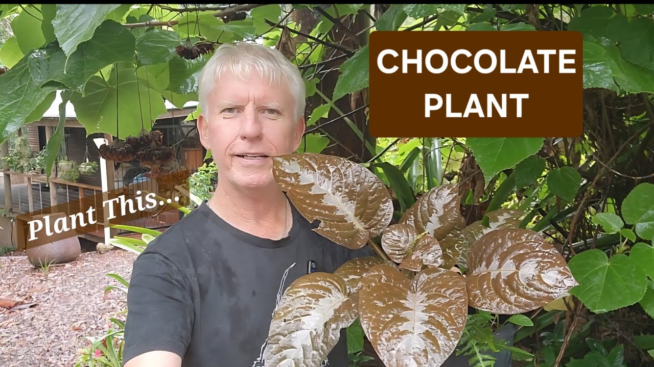 Chocolate Plant, Pseuderanthemum alatum