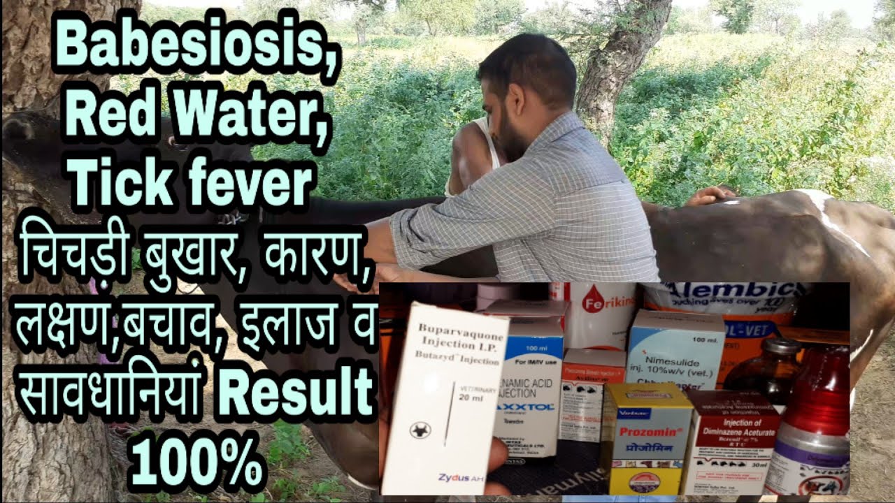 Babesiosis, Red Water, Tick Fever पशुओं में होने वाले रोग के कारण, लक्षण, बचाव व इलाज व सावधानियां ?