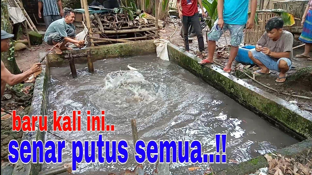 MANCING LELE MONSTER // INI BARU MANTAP‼️