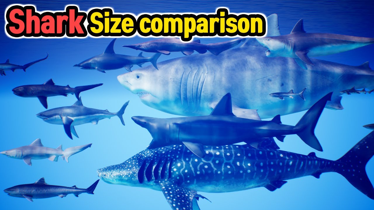 Shark Size Comparison