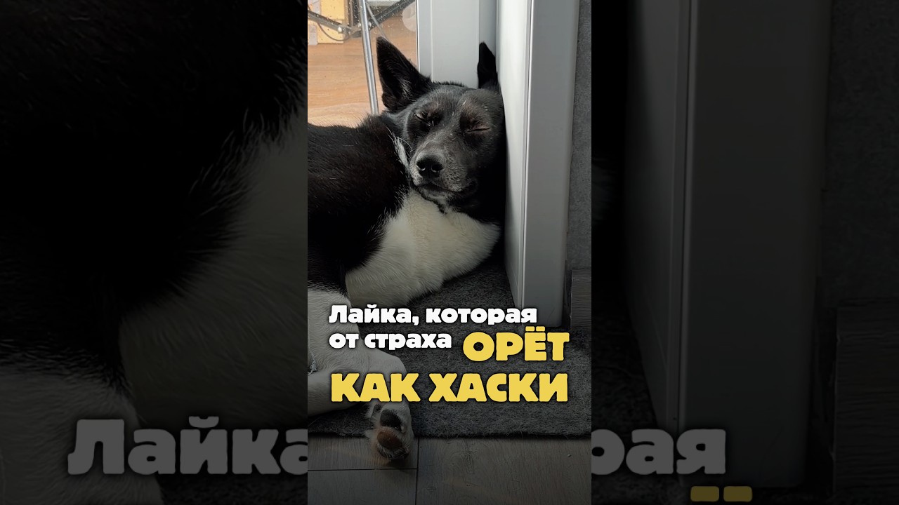 Лайка, которая от страха орет как хаски 🐕