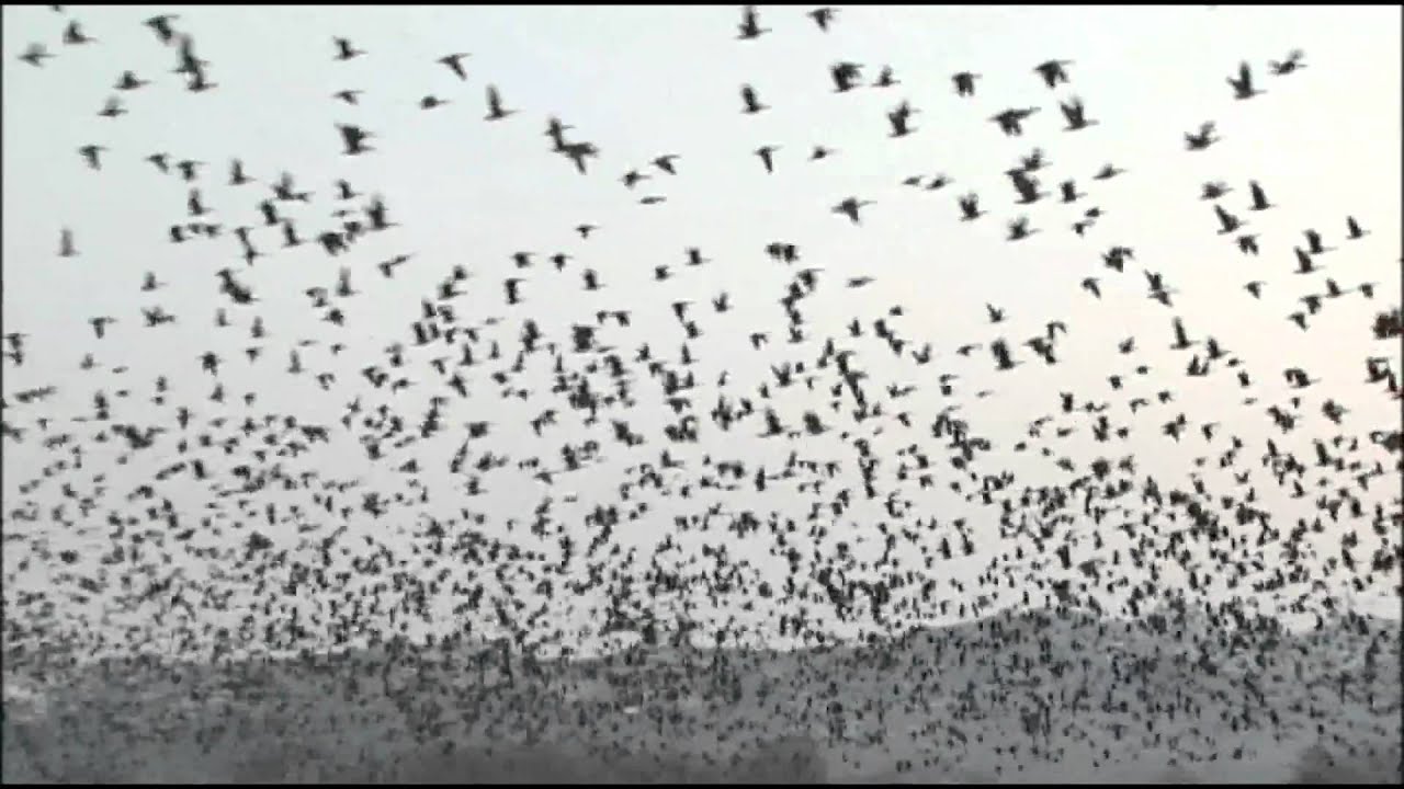 【北海道の絶景】マガン乱舞　感動・北海道春の風物詩 Miyajima Marsh Bibai Hokkaido