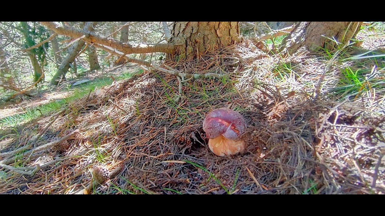 (1) BOLETUS PINOPHILUS Julio 2020