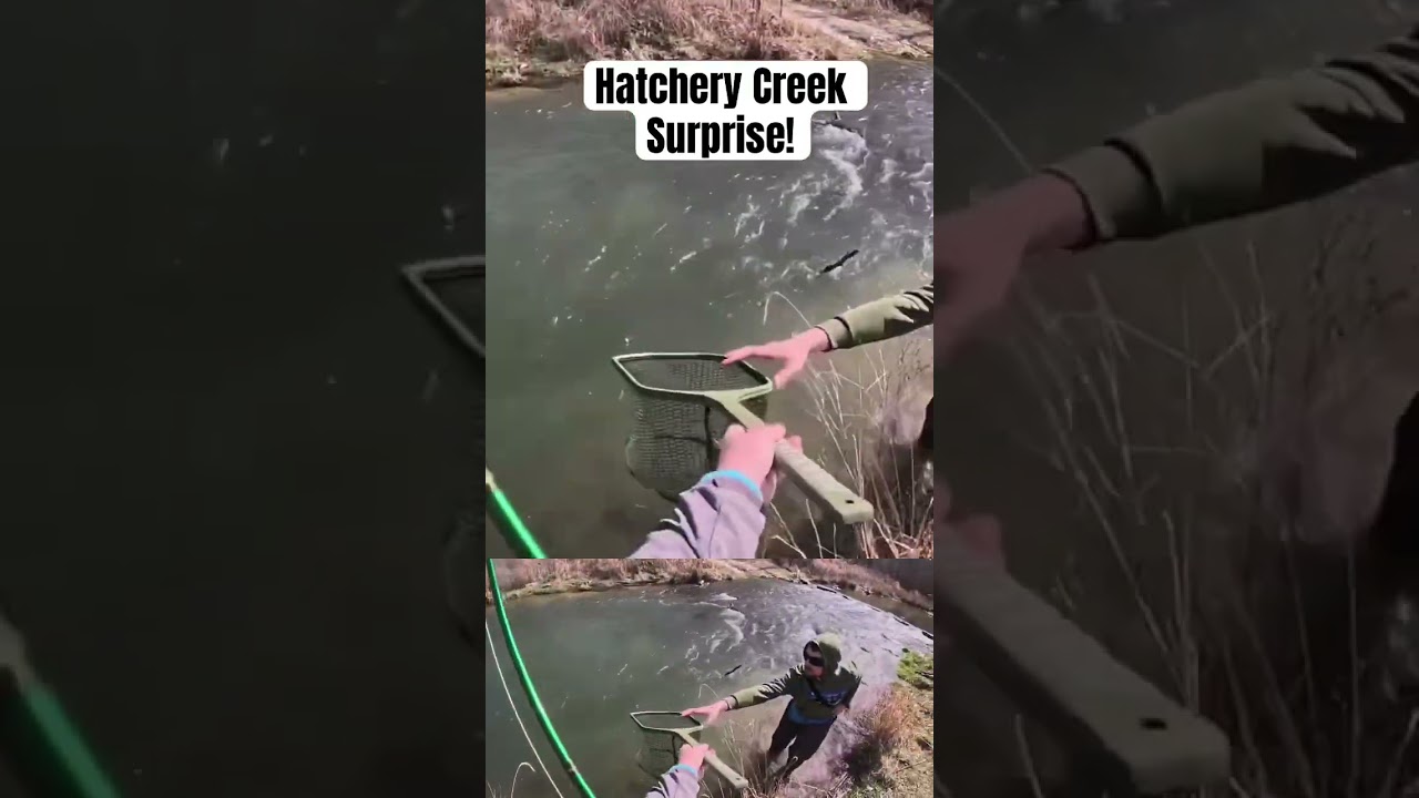 Hatchery Creek Surprise! #fishing #flyfishing #trout #hatcherycreek #rainbowtrout